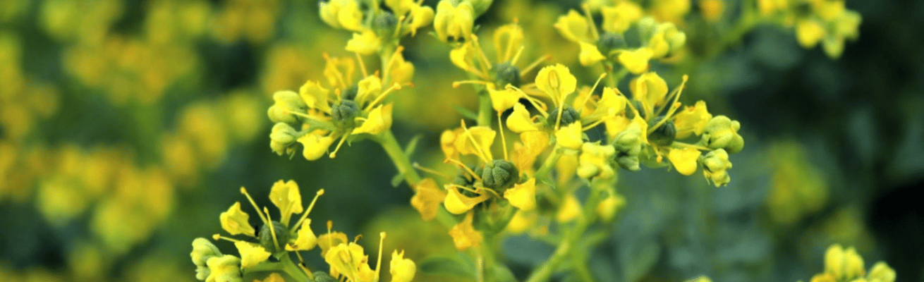 Cây Cửu Lý Hương