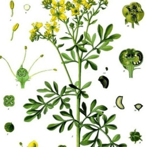 note-huong-cay-cuu-ly-huong