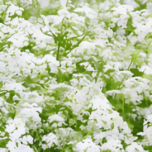 note-huong-cay-doc-can