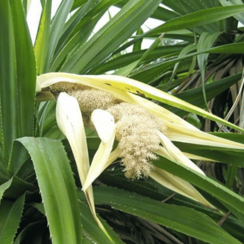 note-huong-cay-dua-dai