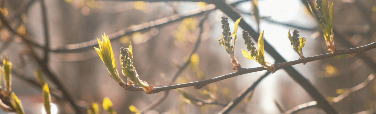 Cây Dương Bắc Mỹ