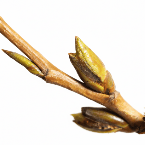 note-huong-cay-duong-bac-my