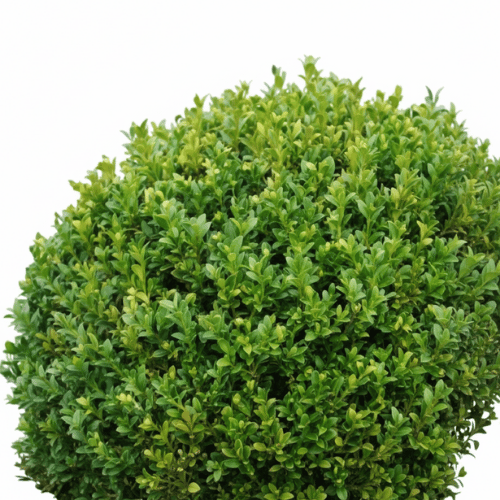 note-huong-cay-hoang-duong