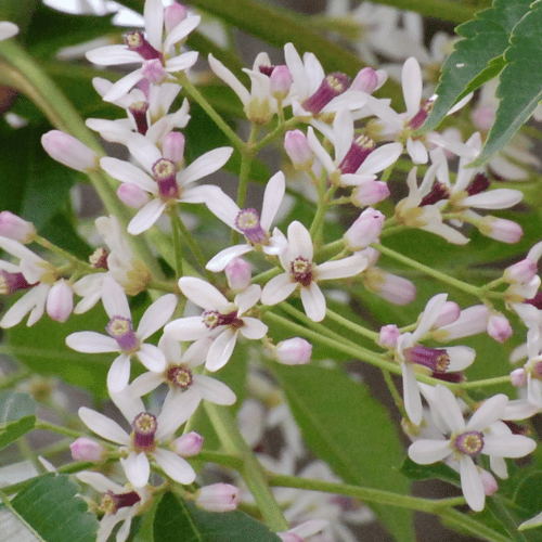 note-huong-cay-katrafay