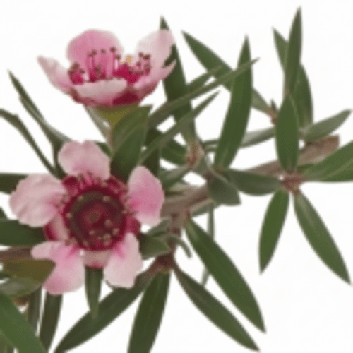 note-huong-cay-manuka