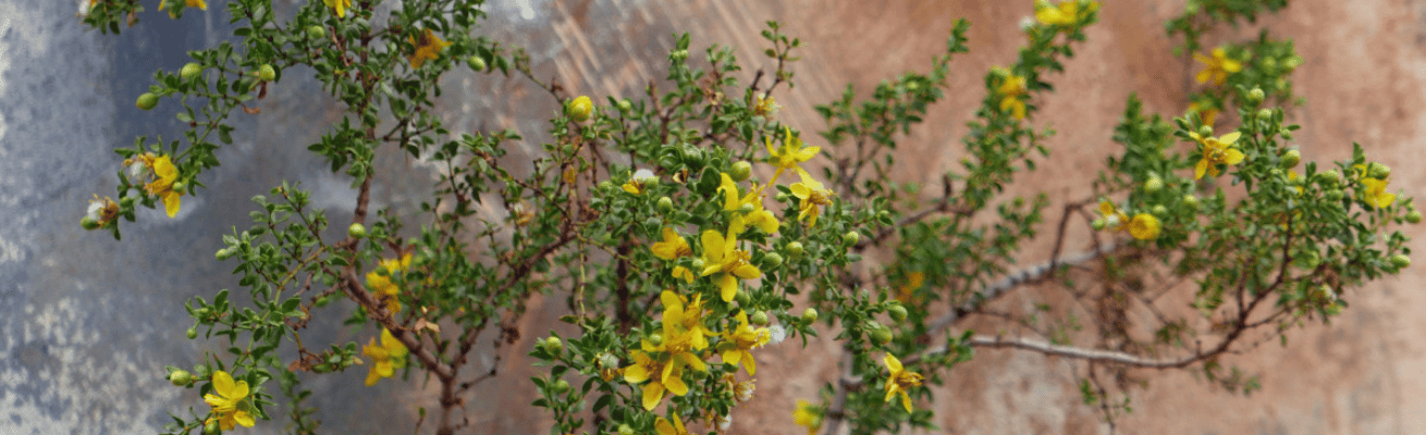 Cây Nhựa Creosote