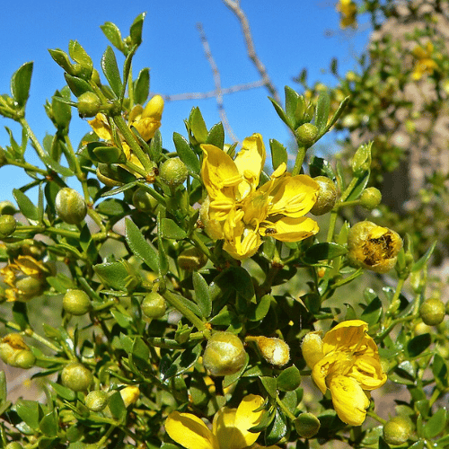 note-huong-cay-nhua-creosote