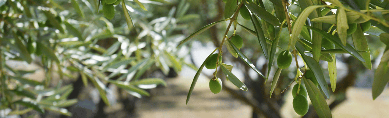 Cây Ô-liu