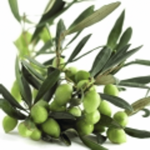 Cây Ô-liu Cây Ô-liu
