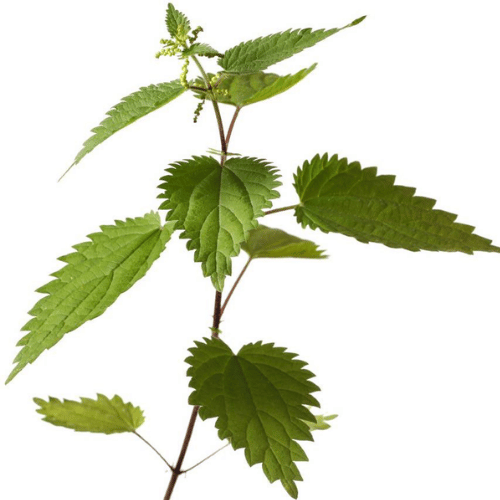 note-huong-cay-tam-ma-nettle