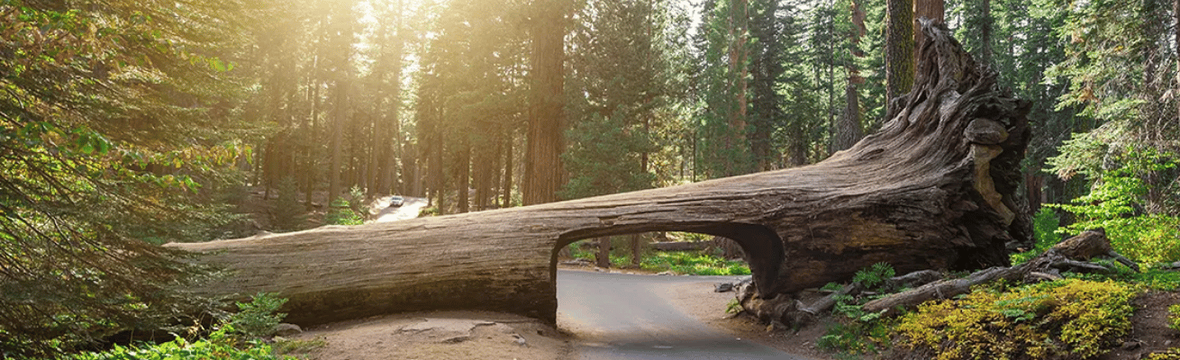 Cây Tùng Khổng Lồ Đỏ