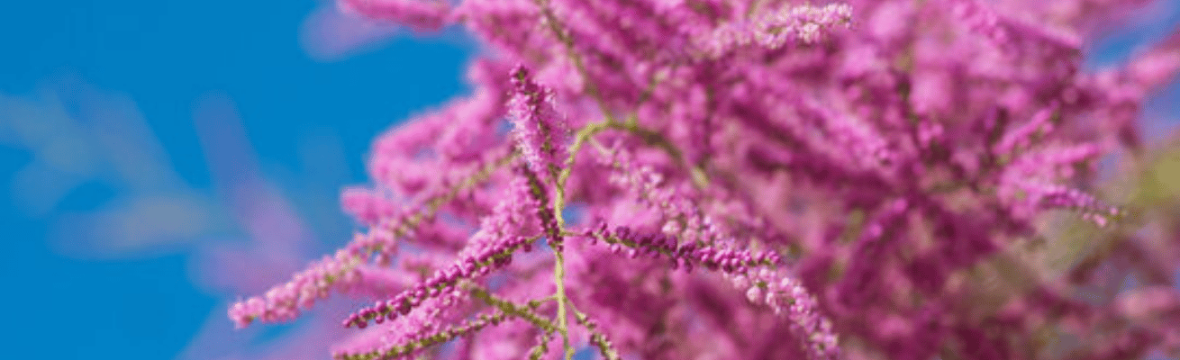 Cây Tuyết Tùng Muối