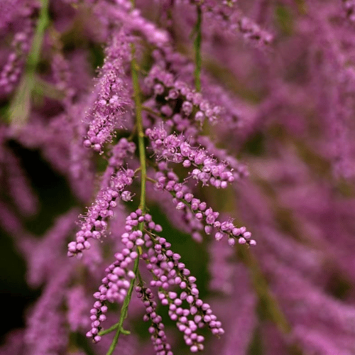 note-huong-cay-tuyet-tung-muoi
