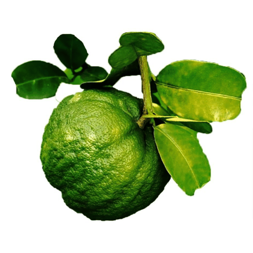 note-huong-chanh-thai