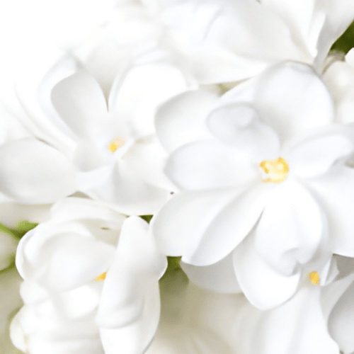 Chất Hoá Học Paradisone Chất Hoá Học Paradisone