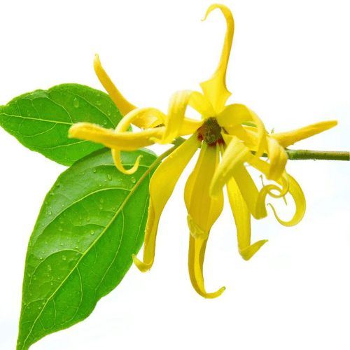 note-huong-chi-ngoc-lan-tay