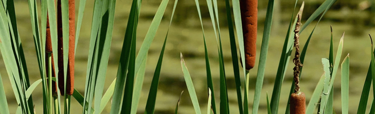 Cỏ Bấc/Lau Sậy Nước