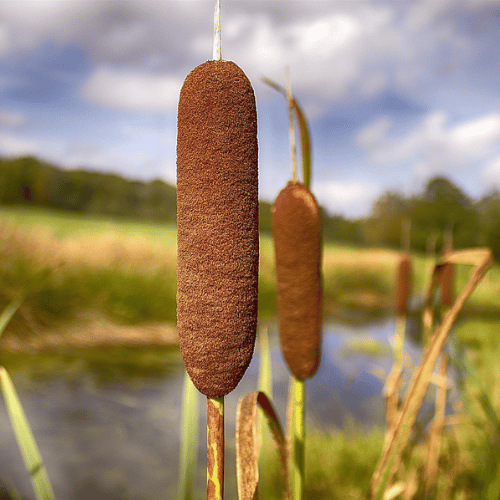 Cỏ Bấc/Lau Sậy Nước Cỏ Bấc/Lau Sậy Nước