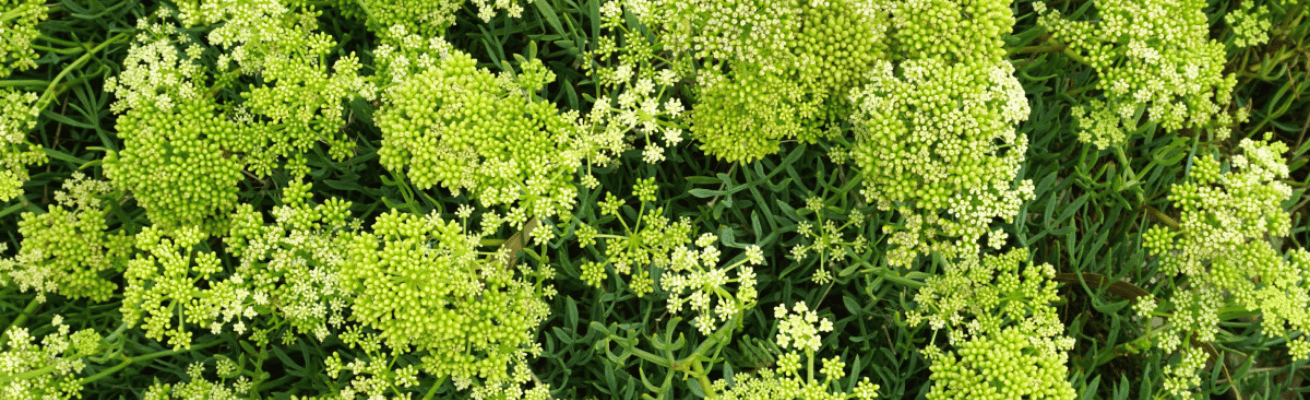 Cỏ Biển Crithmum