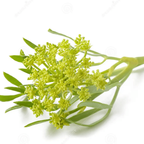 Cỏ Biển Crithmum