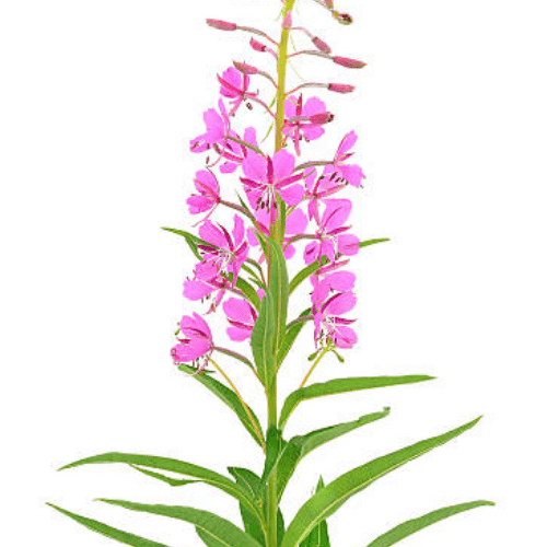 note-huong-co-lieu-lua