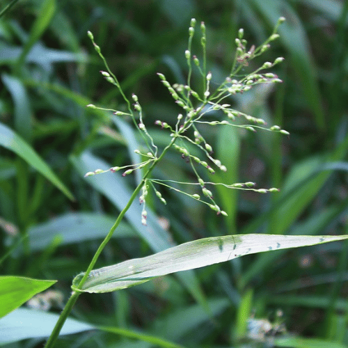 note-huong-co-luoi-huou