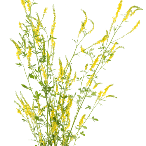 note-huong-co-ngot-melilot