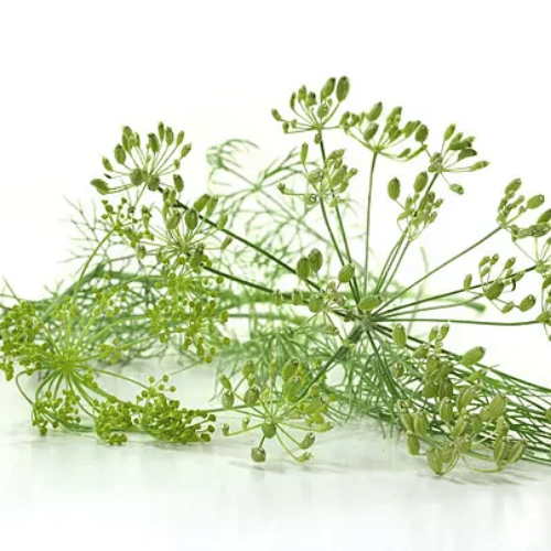 note-huong-co-ngot-thom