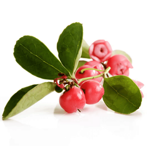 note-huong-co-ngot-tuyet