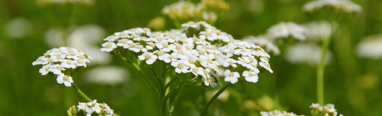 Cỏ Thi/Dương Kỳ Thảo