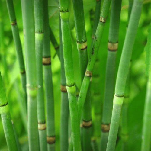 Cọng Non