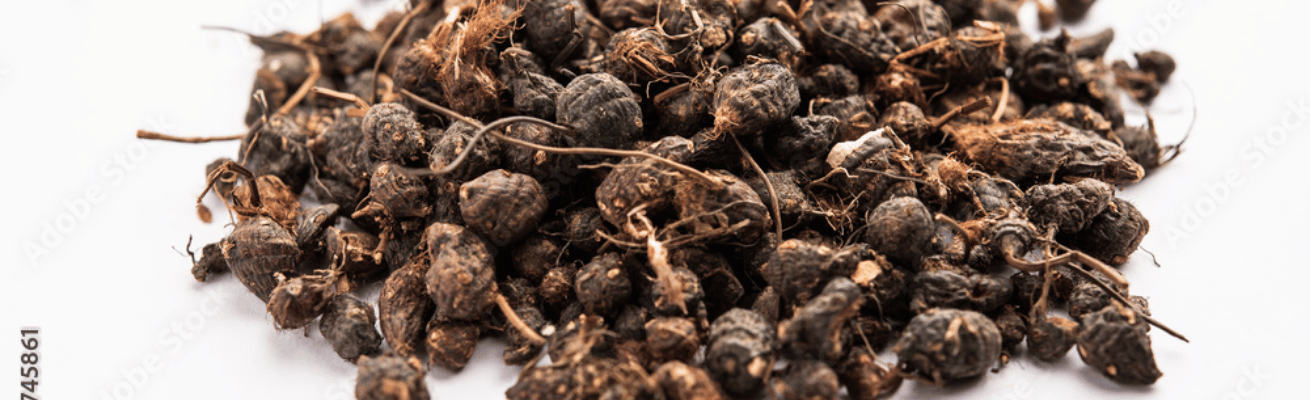 Củ Gấu Ấn Độ