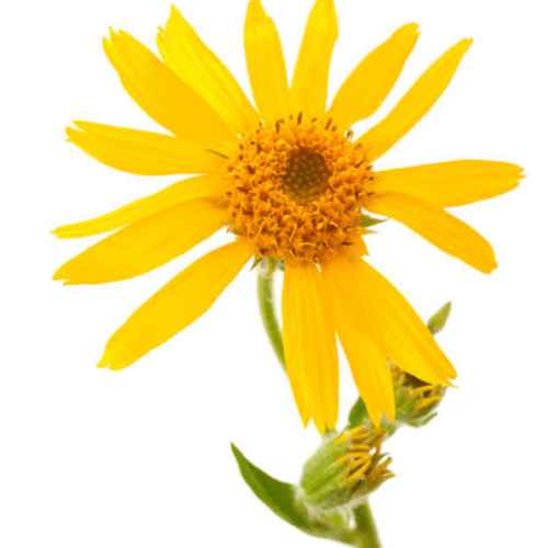 note-huong-cuc-arnica