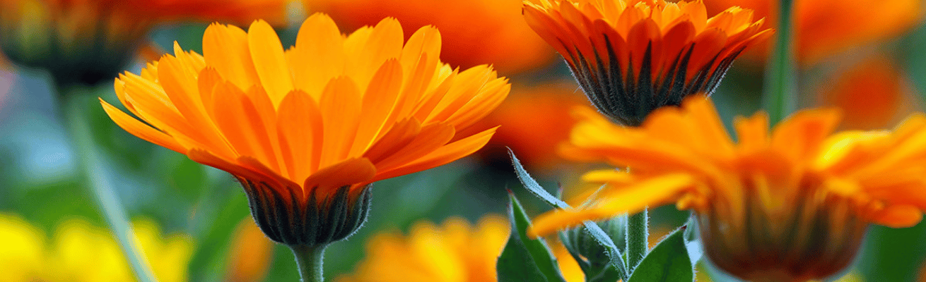 Cúc Vạn Thọ Pháp