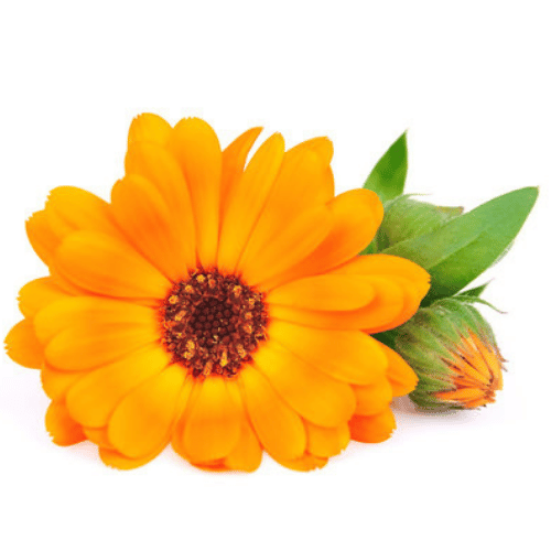 note-huong-cuc-van-tho-phap