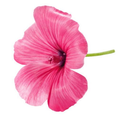 note-huong-dam-but-hong