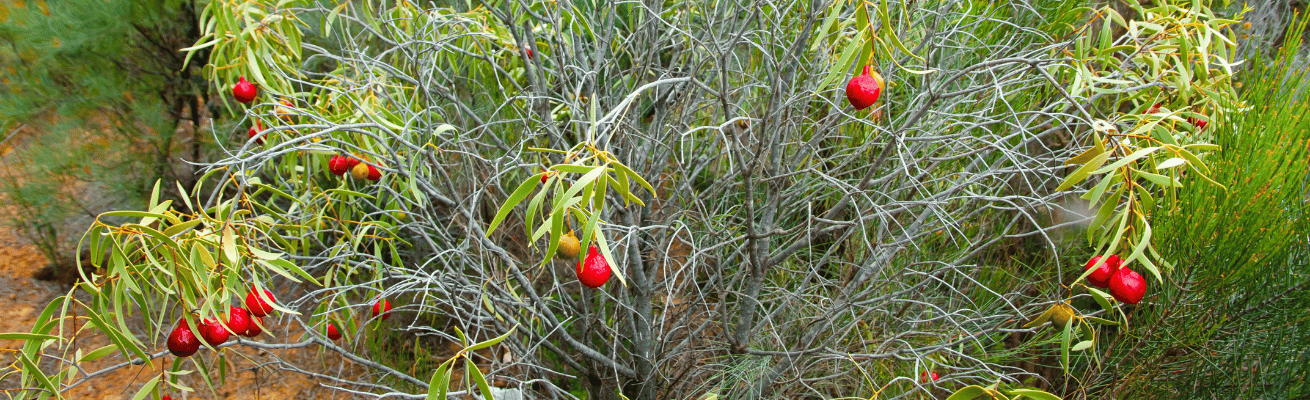 Đào Sa Mạc Quandong