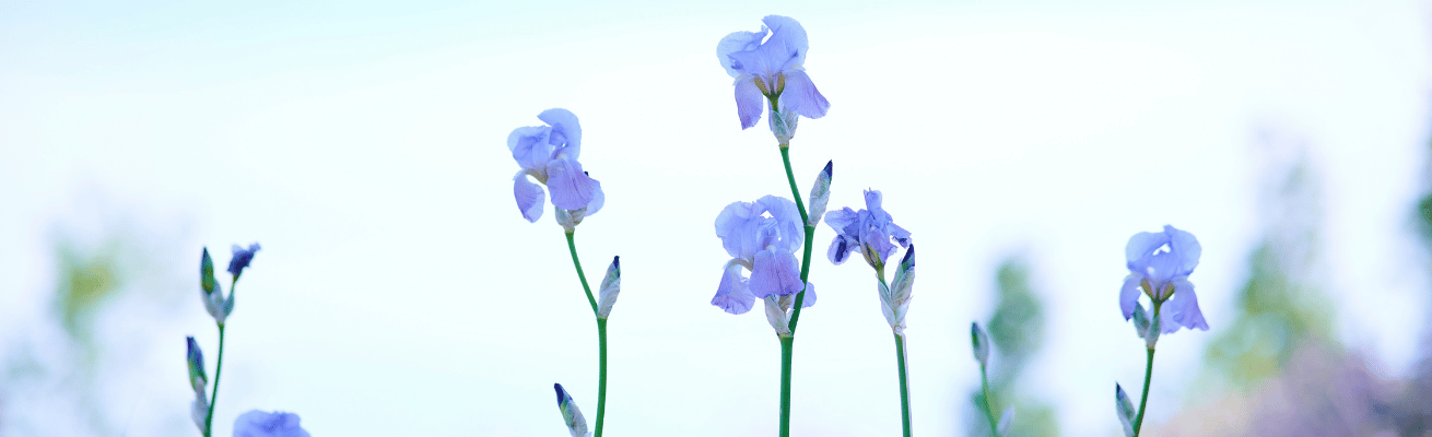 Diên Vĩ Xanh Nhạt