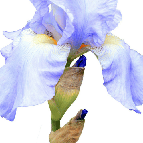 Diên Vĩ Xanh Nhạt Diên Vĩ Xanh Nhạt