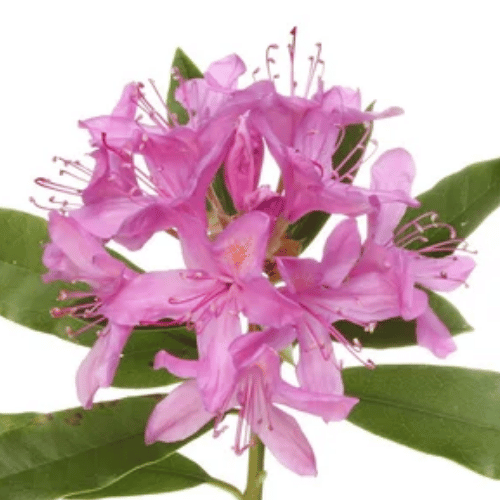 note-huong-do-quyen-rung