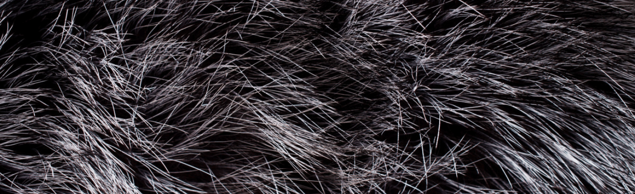 Nốt Hương Động Vật