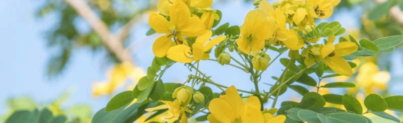 Gỗ Công Nghiệp Cốt Lõi Thái Lan