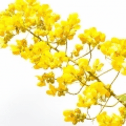 note-huong-go-cong-nghiep-cot-loi-thai-lan