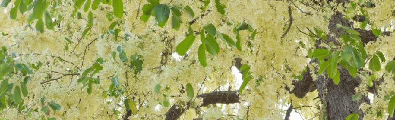 Gỗ Meranti Trắng