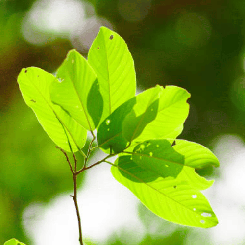 note-huong-go-meranti-trang