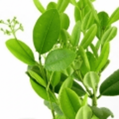 note-huong-go-ravensara