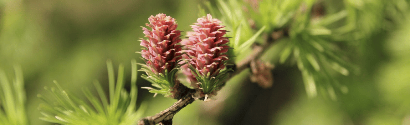 Gỗ Thông Rụng Lá