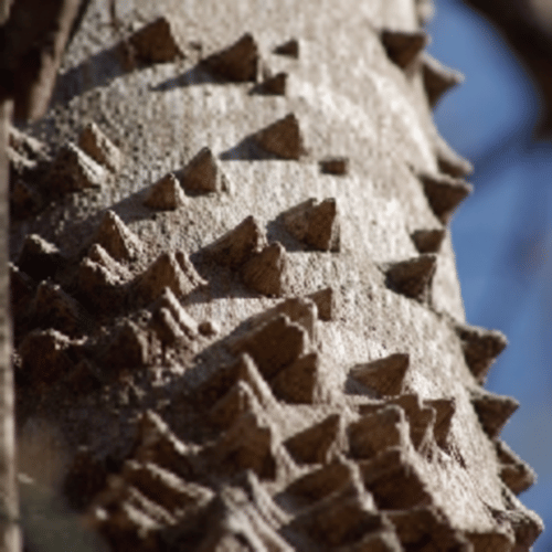 note-huong-go-tieu-pepperwood-or-hercules-club