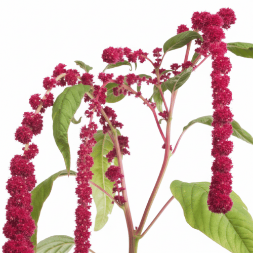 note-huong-go-tim-amaranth