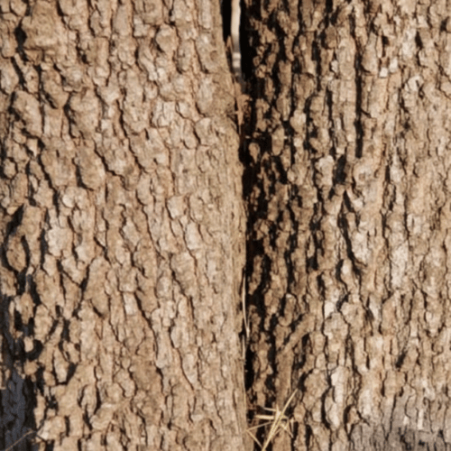 note-huong-go-tram-buddha